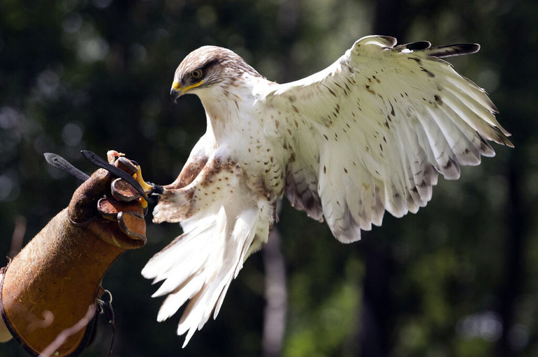 Сообщение о кречете &mdash; описание, среда обитания и интересные факты о птице