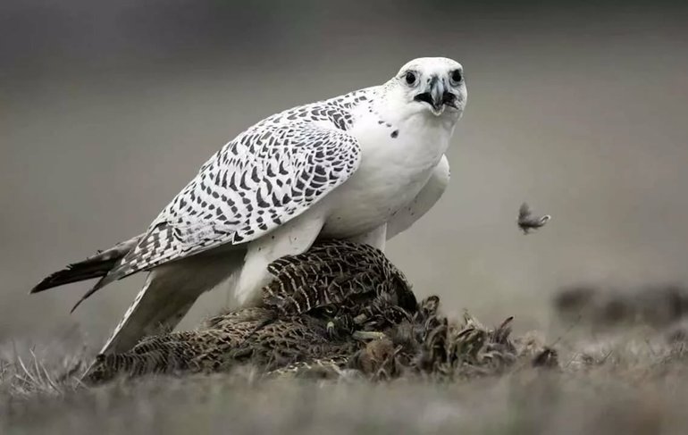 Сообщение о кречете &mdash; описание, среда обитания и интересные факты о птице