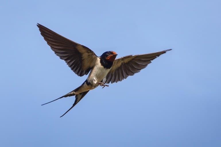 Сообщение о ласточке &mdash; описание, характеристика и особенности жизни