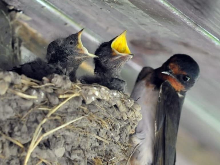 Сообщение о ласточке &mdash; описание, характеристика и особенности жизни