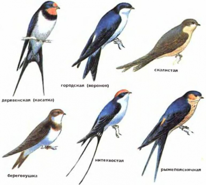 Сообщение о ласточке &mdash; описание, характеристика и особенности жизни