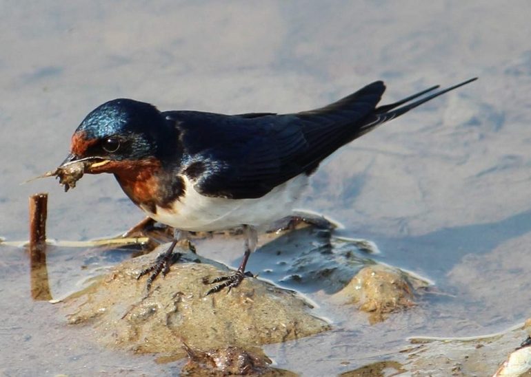 Сообщение о ласточке &mdash; описание, характеристика и особенности жизни