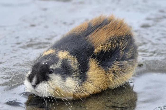 Сообщение о лемминге &mdash; описание, питание и среда обитания животного