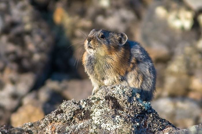 Сообщение о лемминге &mdash; описание, питание и среда обитания животного