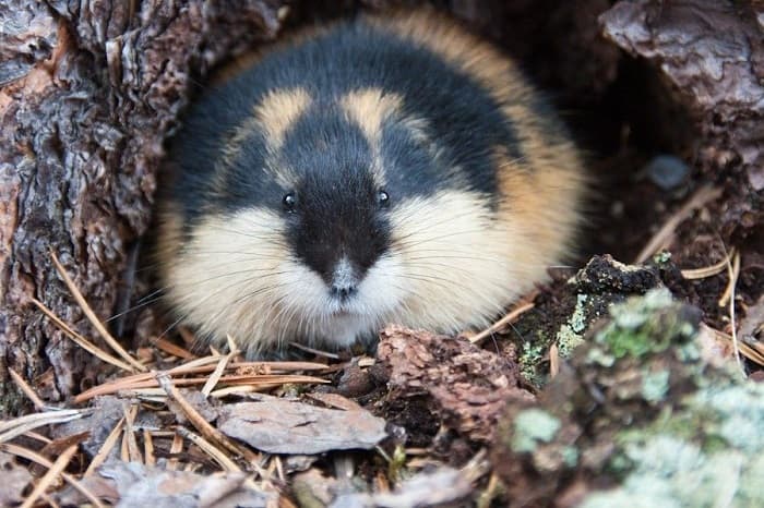 Сообщение о лемминге &mdash; описание, питание и среда обитания животного