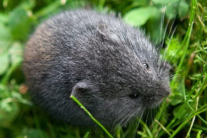 Сообщение о лемминге &mdash; описание, питание и среда обитания животного