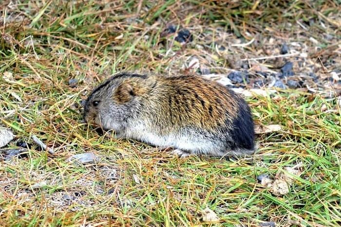 Сообщение о лемминге &mdash; описание, питание и среда обитания животного