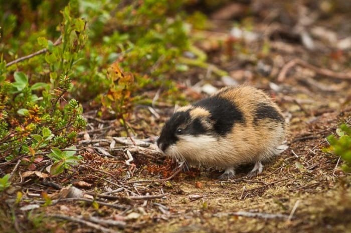 Сообщение о лемминге &mdash; описание, питание и среда обитания животного