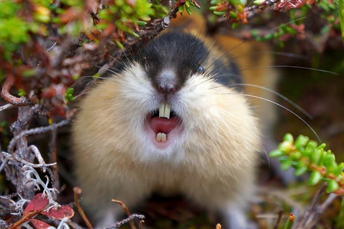 Сообщение о лемминге &mdash; описание, питание и среда обитания животного