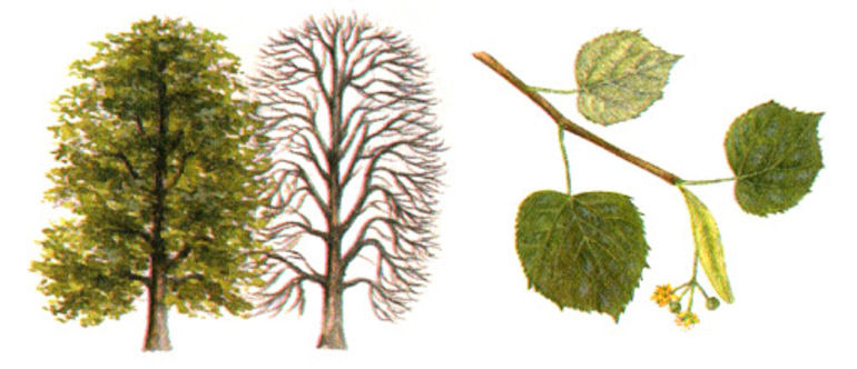 Сообщение о липе — описание, признаки и характеристика