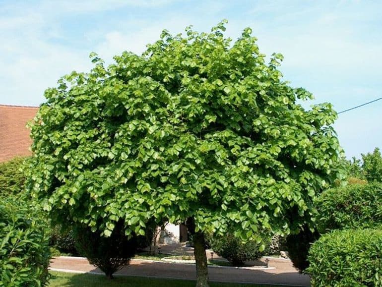 Сообщение о липе — описание, признаки и характеристика