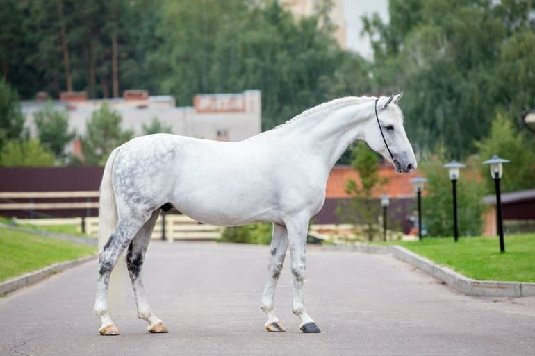 Сообщение о лошади &mdash; общая характеристика, виды и породы