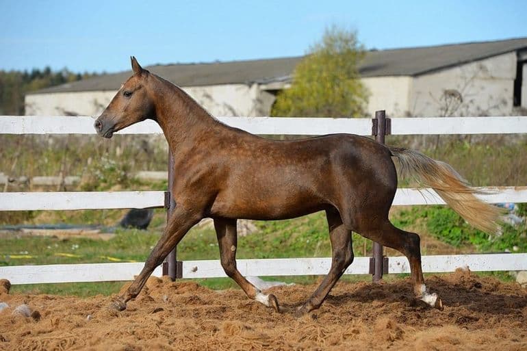 Сообщение о лошади &mdash; общая характеристика, виды и породы