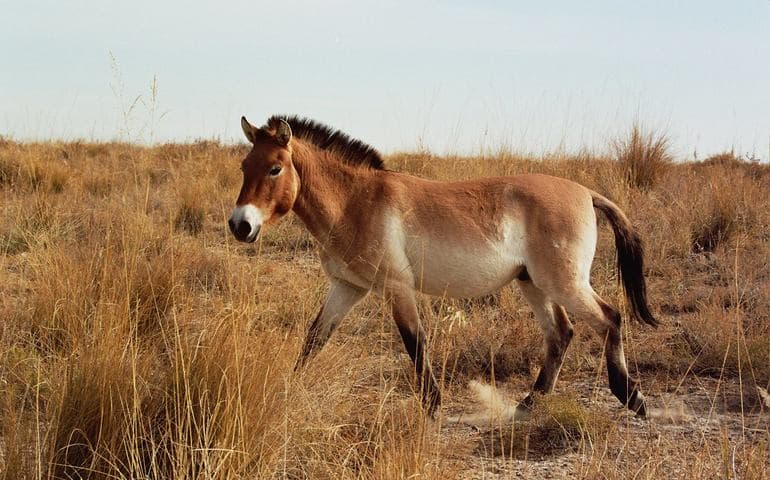 Сообщение о лошади &mdash; общая характеристика, виды и породы