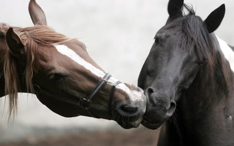 Сообщение о лошади &mdash; общая характеристика, виды и породы