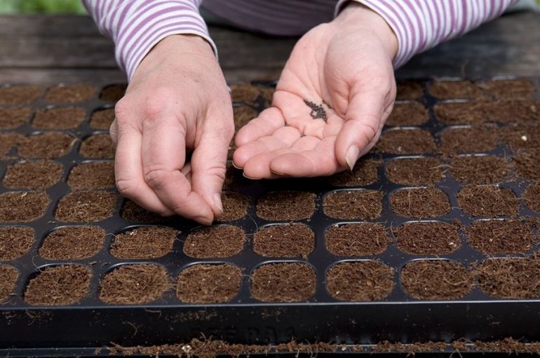 Сообщение о маке &mdash; описание, свойства и интересные факты о растении