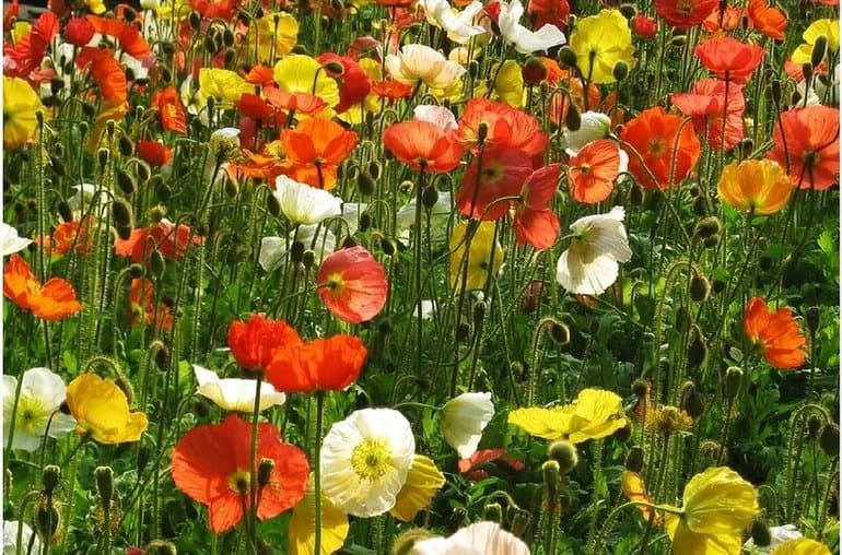 Сообщение о маке &mdash; описание, свойства и интересные факты о растении