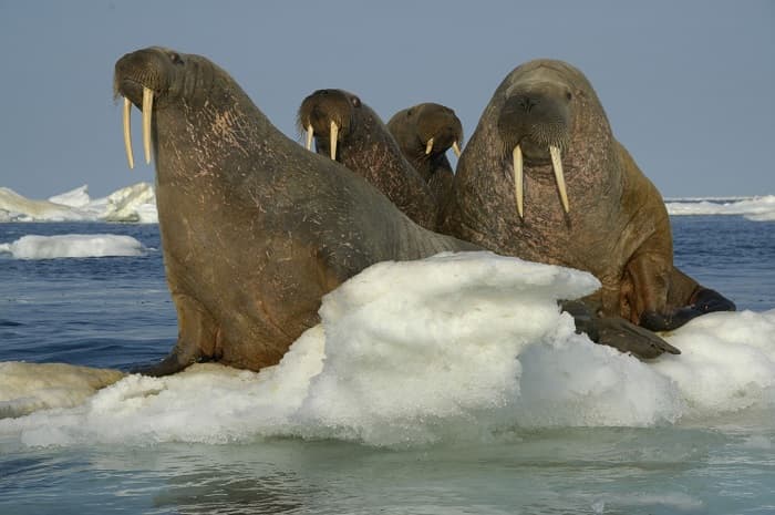 Сообщение о морже — описание, характеристика и образ жизни животного