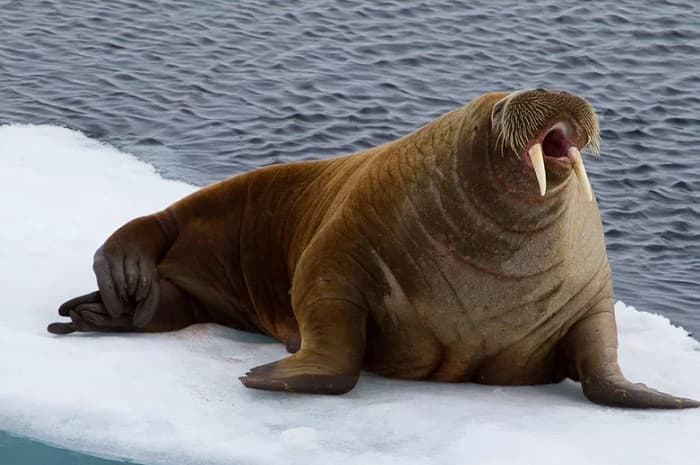 Сообщение о морже — описание, характеристика и образ жизни животного