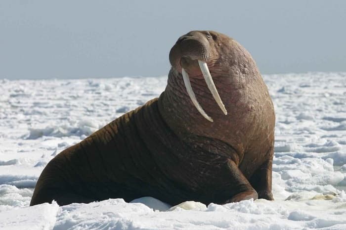 Сообщение о морже — описание, характеристика и образ жизни животного