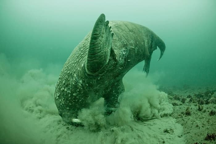 Сообщение о морже — описание, характеристика и образ жизни животного