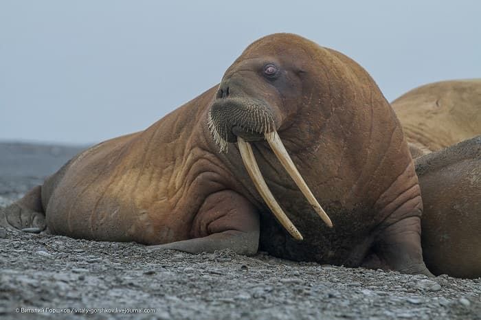 Сообщение о морже — описание, характеристика и образ жизни животного