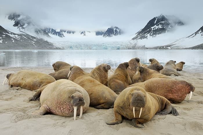 Сообщение о морже — описание, характеристика и образ жизни животного