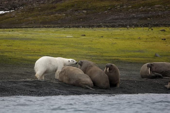 Сообщение о морже — описание, характеристика и образ жизни животного