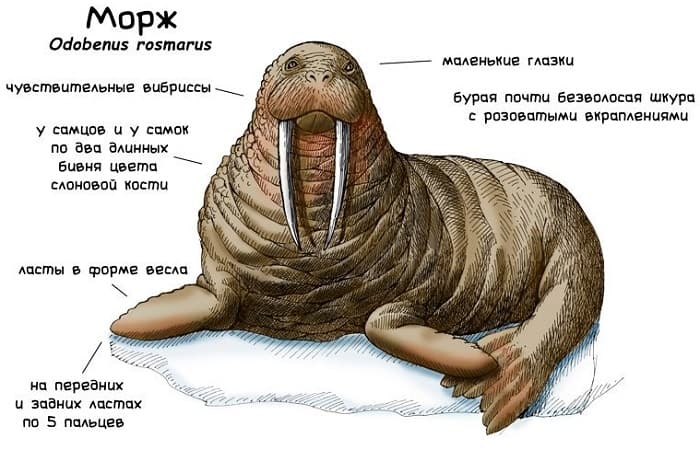 Сообщение о морже — описание, характеристика и образ жизни животного