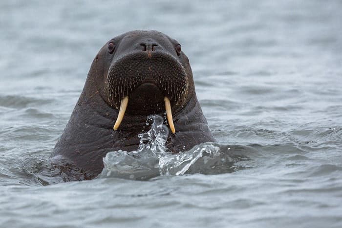Сообщение о морже — описание, характеристика и образ жизни животного