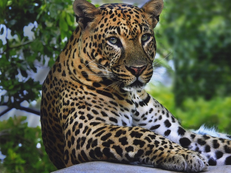 Сообщение о пантере &mdash; описание, виды и образ жизни животного