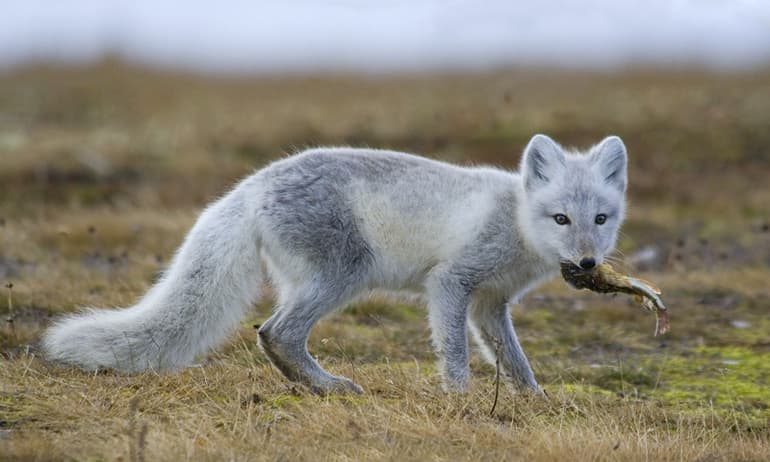Сообщение о песце &mdash; описание, виды и среда обитания животного