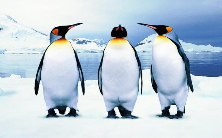 Сообщение о пингвинах — описание, среда обитания и образ жизни