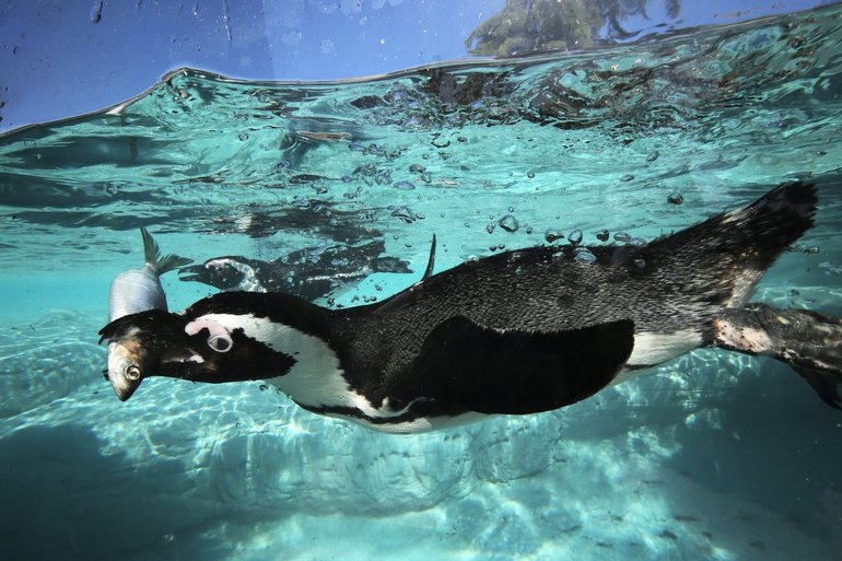 Сообщение о пингвинах — описание, среда обитания и образ жизни