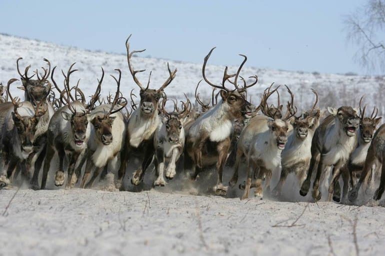 Сообщение о северном олене &mdash; описание, характеристика и интересные факты о животном