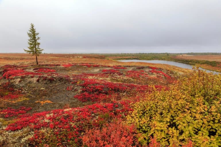 Сообщение о северном олене &mdash; описание, характеристика и интересные факты о животном