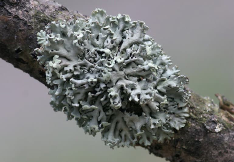 Сообщение о северном олене &mdash; описание, характеристика и интересные факты о животном