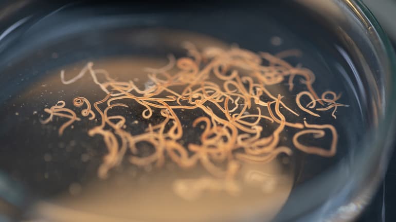 Сообщение о северном олене &mdash; описание, характеристика и интересные факты о животном