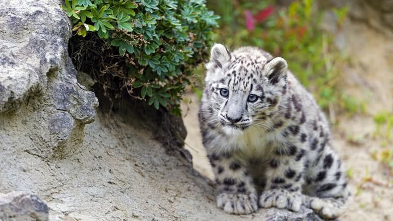 Сообщение о снежном барсе &mdash; описание, среда обитания и питание редкого животного