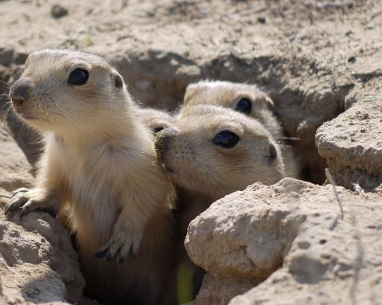 Сообщение о суслике &mdash; описание, питание и среда обитания грызуна