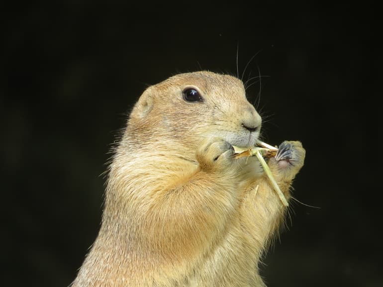 Сообщение о суслике &mdash; описание, питание и среда обитания грызуна