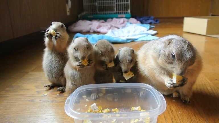 Сообщение о суслике &mdash; описание, питание и среда обитания грызуна