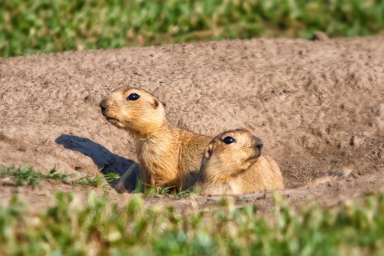 Сообщение о суслике &mdash; описание, питание и среда обитания грызуна