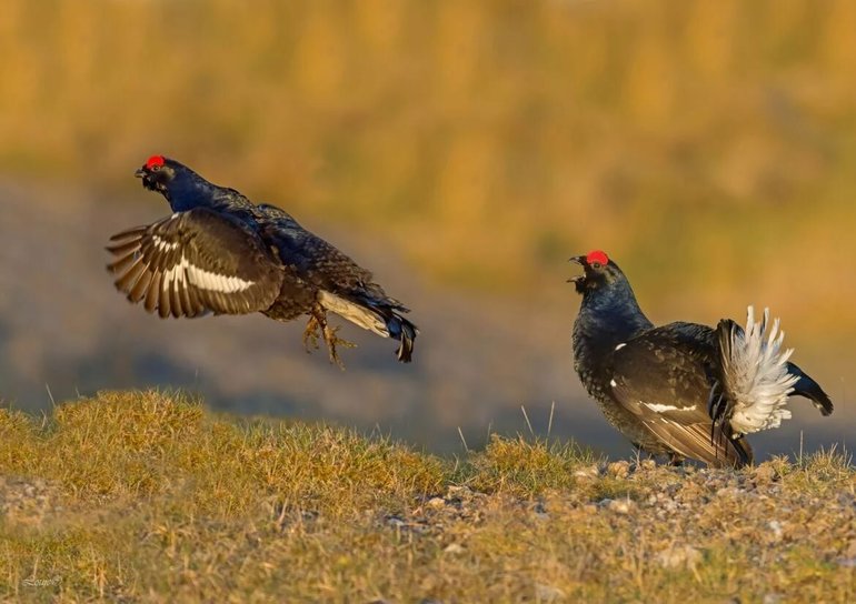 Сообщение о тетереве &mdash; виды, питание и среда обитания