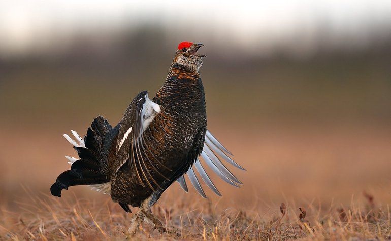 Сообщение о тетереве &mdash; виды, питание и среда обитания