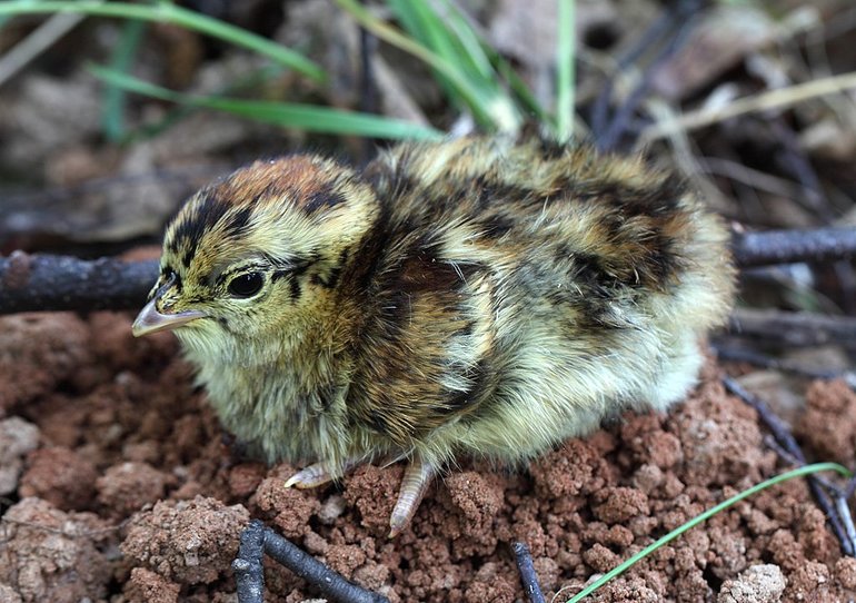 Сообщение о тетереве &mdash; виды, питание и среда обитания