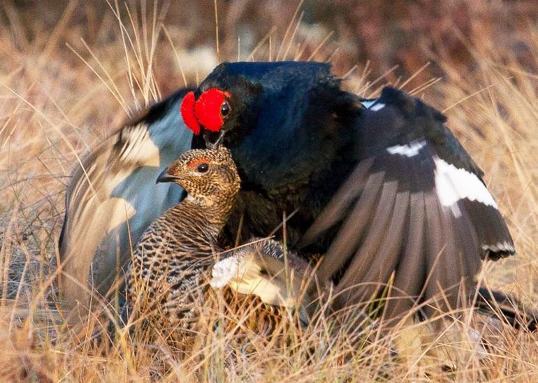 Сообщение о тетереве &mdash; виды, питание и среда обитания