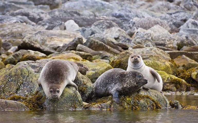 Сообщение о тюлене — описание, виды и среда обитания