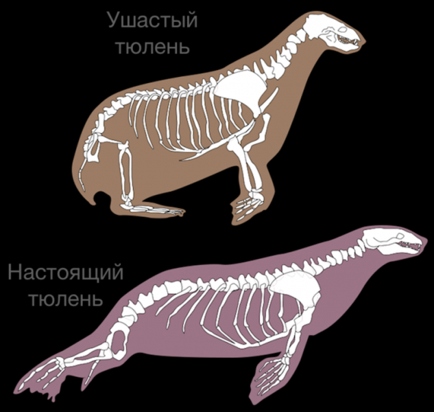 Сообщение о тюлене — описание, виды и среда обитания