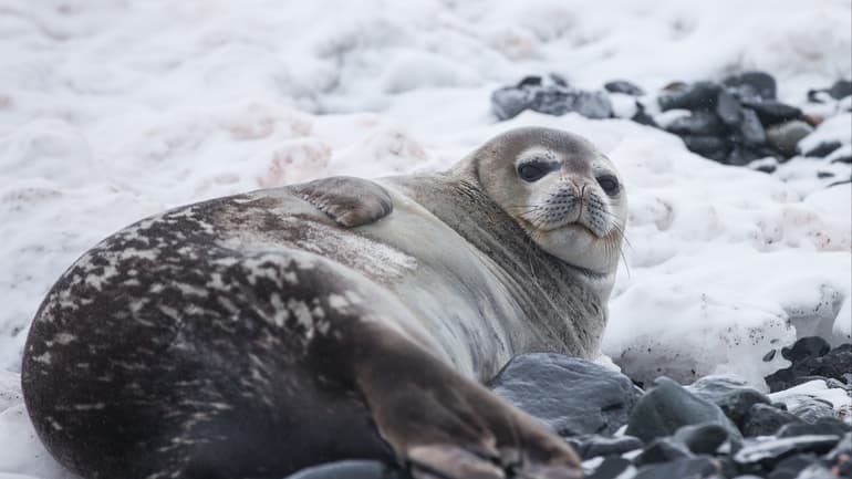 Сообщение о тюлене — описание, виды и среда обитания
